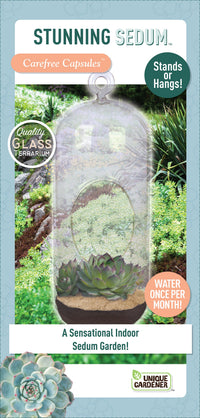 Stunning Sedum Glass Terrarium Seed Starting Kit
