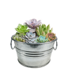 Flowering Tin Garden Variety Pack - 1 Each of 3 Varieties