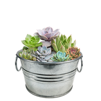 Flowering Tin Garden Variety Pack - 1 Each of 3 Varieties