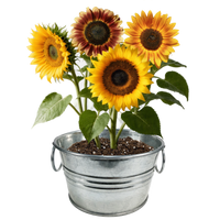 Flowering Tin Garden Variety Pack - 1 Each of 3 Varieties