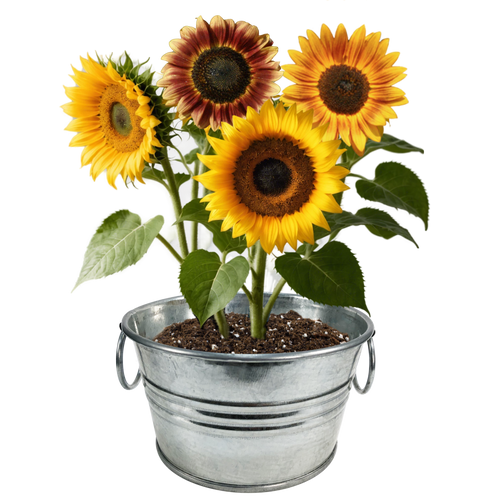 Flowering Tin Garden Variety Pack - 1 Each of 3 Varieties