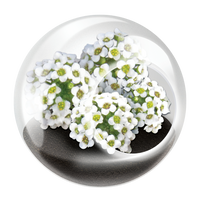Flowering Tiny Terrariums Bundle - 1 each of 6 Varieties