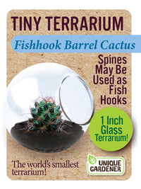 Cacti Tiny Terrariums Bundle - 1 each of 6 Varieties