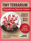 Sedum Tiny Terrariums Bundle - 1 each of 4 Varieties