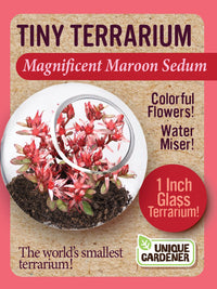 Sedum Tiny Terrariums Bundle - 1 each of 4 Varieties