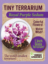 Sedum Tiny Terrariums Bundle - 1 each of 4 Varieties