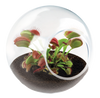 Carnivorous Tiny Terrariums Bundle - 2 each of 2 Varieties