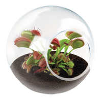 Carnivorous Tiny Terrariums Bundle - 2 each of 2 Varieties