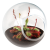 Carnivorous Tiny Terrariums Bundle - 2 each of 2 Varieties