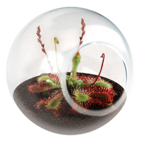 Carnivorous Tiny Terrariums Bundle - 2 each of 2 Varieties