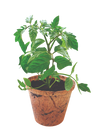 Grape Tomatoes Plant-It-Starters - Multipack of 4