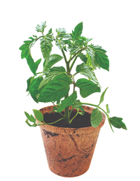 Grape Tomatoes Plant-It-Starters - Multipack of 4