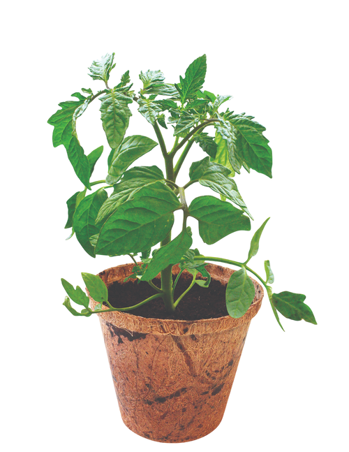 Grape Tomatoes Plant-It-Starters - Multipack of 4