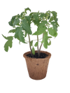 Grape Tomatoes Plant-It-Starters - Multipack of 4