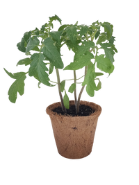 Grape Tomatoes Plant-It-Starters - Multipack of 4