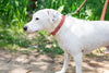 Pro Line Hunting Leather Collar and Leash Set