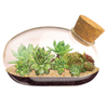 The Succulent Star Mouse Garden Glass Terrarium with Cork