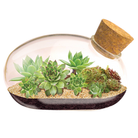 The Succulent Star Mouse Garden Glass Terrarium with Cork