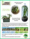 Aloe Seed Square Terrarium