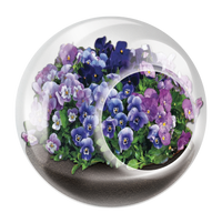 Flowering Tiny Terrariums Bundle - 1 each of 6 Varieties