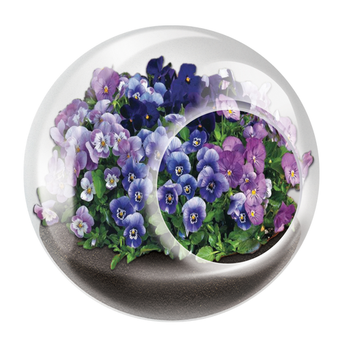 Flowering Tiny Terrariums Bundle - 1 each of 6 Varieties
