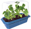 Small, Sugary Watermelon Sprouter Terrarium
