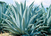 Agave Americana - 15 Seeds - Century Succulent Seeds Cactus Perennial Plant Garden South Mountain Nursery
