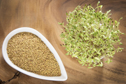 Alfalfa Seeds – Organic Sprouting Seeds – Non-Gmo Premium Alfalfa Seeds – Rich in Vitamins, Minerals, Fiber South Mountain Nursery