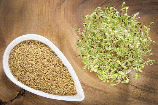 Alfalfa Seeds – Organic Sprouting Seeds – Non-Gmo Premium Alfalfa Seeds – Rich in Vitamins, Minerals, Fiber South Mountain Nursery