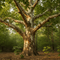 Sycamore
