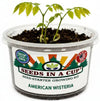 American Wisteria Grow Kit | Grow Wisteria Vine from Seed | Seeds In A Cup®