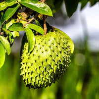 Annona Muricata - 10 Seeds - Soursop, Graviola, Guyabano, Sirsak, Non-Gmo Fruit Seeds, Tasty Tropical South Mountain Nursery