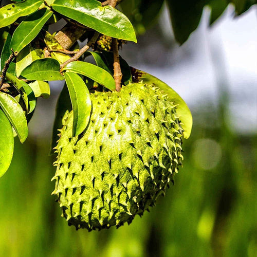 Annona Muricata - 10 Seeds - Soursop, Graviola, Guyabano, Sirsak, Non-Gmo Fruit Seeds, Tasty Tropical South Mountain Nursery