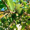 Annona Muricata - 10 Seeds - Soursop, Graviola, Guyabano, Sirsak, Non-Gmo Fruit Seeds, Tasty Tropical South Mountain Nursery