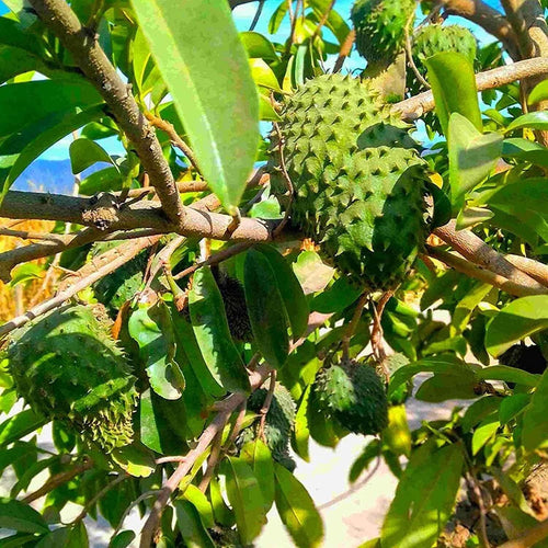 Annona Muricata - 10 Seeds - Soursop, Graviola, Guyabano, Sirsak, Non-Gmo Fruit Seeds, Tasty Tropical South Mountain Nursery