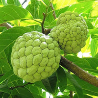 Annona Squamosa Tropical Fruit Tree - 25 Seeds - Sugar Apple, Sweetsop South Mountain Nursery