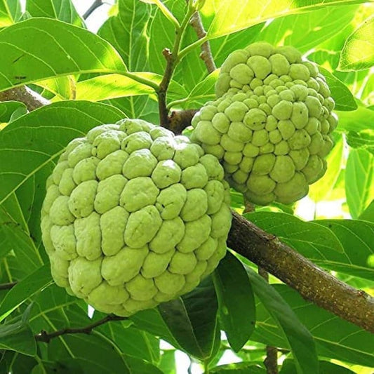 Annona Squamosa Tropical Fruit Tree - 25 Seeds - Sugar Apple, Sweetsop South Mountain Nursery