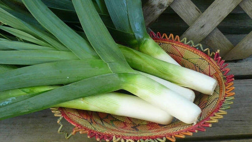South Mountain Nursery Autumn Giant Leek Onion - 300 Seeds