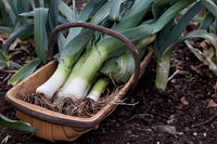 South Mountain Nursery Autumn Giant Leek Onion - 300 Seeds