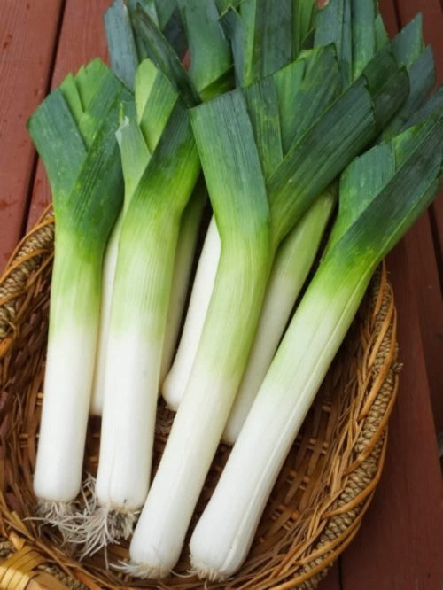 South Mountain Nursery Autumn Giant Leek Onion - 300 Seeds