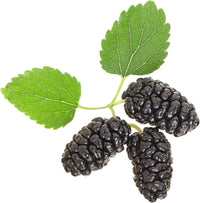 South Mountain Nursery Black Mulberry - 50 Seeds - Morus Nigra, Non GMO, Heirloom