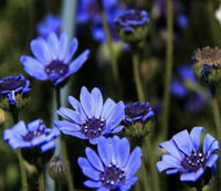 South Mountain Nursery Blue Daisy - 100 Seeds - Colorful Flowers Garden Plants