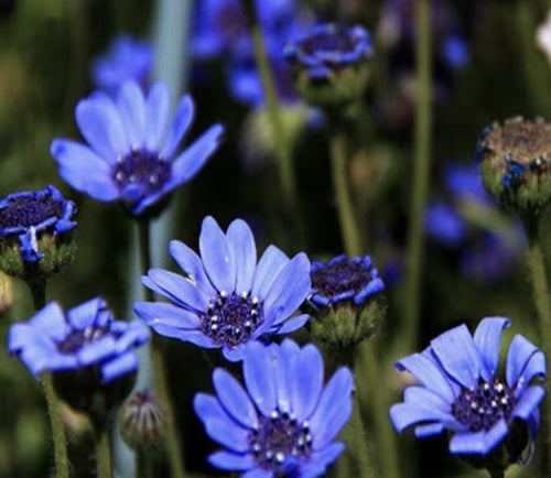 South Mountain Nursery Blue Daisy - 100 Seeds - Colorful Flowers Garden Plants