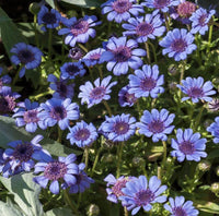 South Mountain Nursery Blue Daisy - 100 Seeds - Colorful Flowers Garden Plants