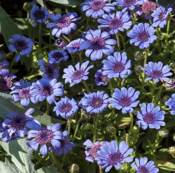 South Mountain Nursery Blue Daisy - 100 Seeds - Colorful Flowers Garden Plants