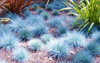 South Mountain Nursery Blue Fescue Ornamental Grass Seeds - Perennial, Low Growing, Drought