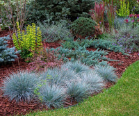 South Mountain Nursery Blue Fescue Ornamental Grass Seeds - Perennial, Low Growing, Drought
