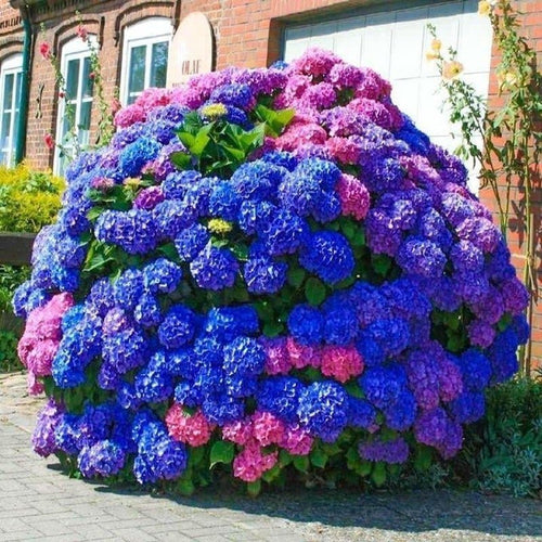 South Mountain Nursery Blue Pink Purple Hydrangea Seeds- Beautiful and Hardy Perennial