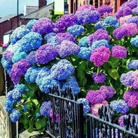 South Mountain Nursery Blue Pink Purple Hydrangea Seeds- Beautiful and Hardy Perennial