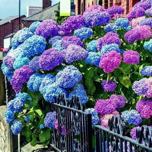 South Mountain Nursery Blue Pink Purple Hydrangea Seeds- Beautiful and Hardy Perennial